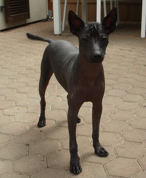CH. Little ponchoh pat's perros De korrantoh
