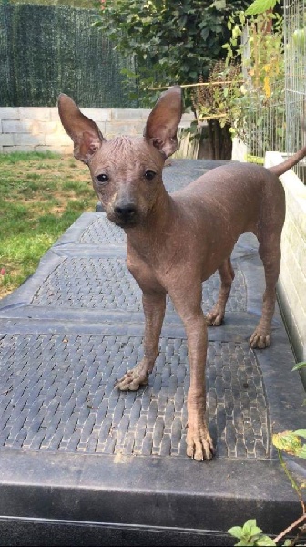 Pat's Perros Maya