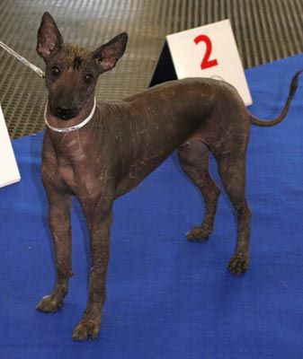 CH. Pat's Perros Nykita
